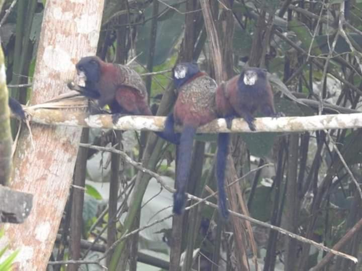 Misahualli Laguna Paikawe B&B Room photo